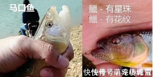 饲养|我国最漂亮的原生鱼,未必是鳑鲏和白云金丝,这种小型鱼更漂亮