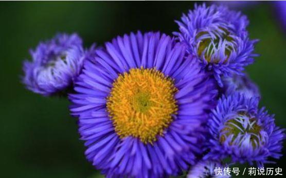 颜值超高的4种花,谁见了都喜欢,婀娜多姿,越养越喜欢