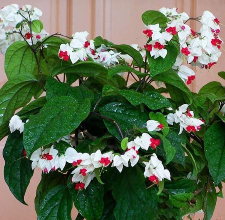 4种花,漂亮易爆盆,开起花来拦不住,养盆放阳台美极了