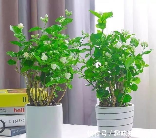 鸡蛋花|人养花、花也养人，医生喜欢养的八种花，家里养一盆，清雅又健康！