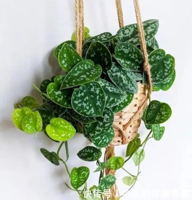 别养绿萝了,这20种耐阴植物,养在家里更合适!