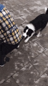 |搞笑趣图段子:美女想按摩可以找我,我可是专业的