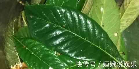 丝瓜|农村这种树,果子好吃,叶子比果子更有用,却很少人知道