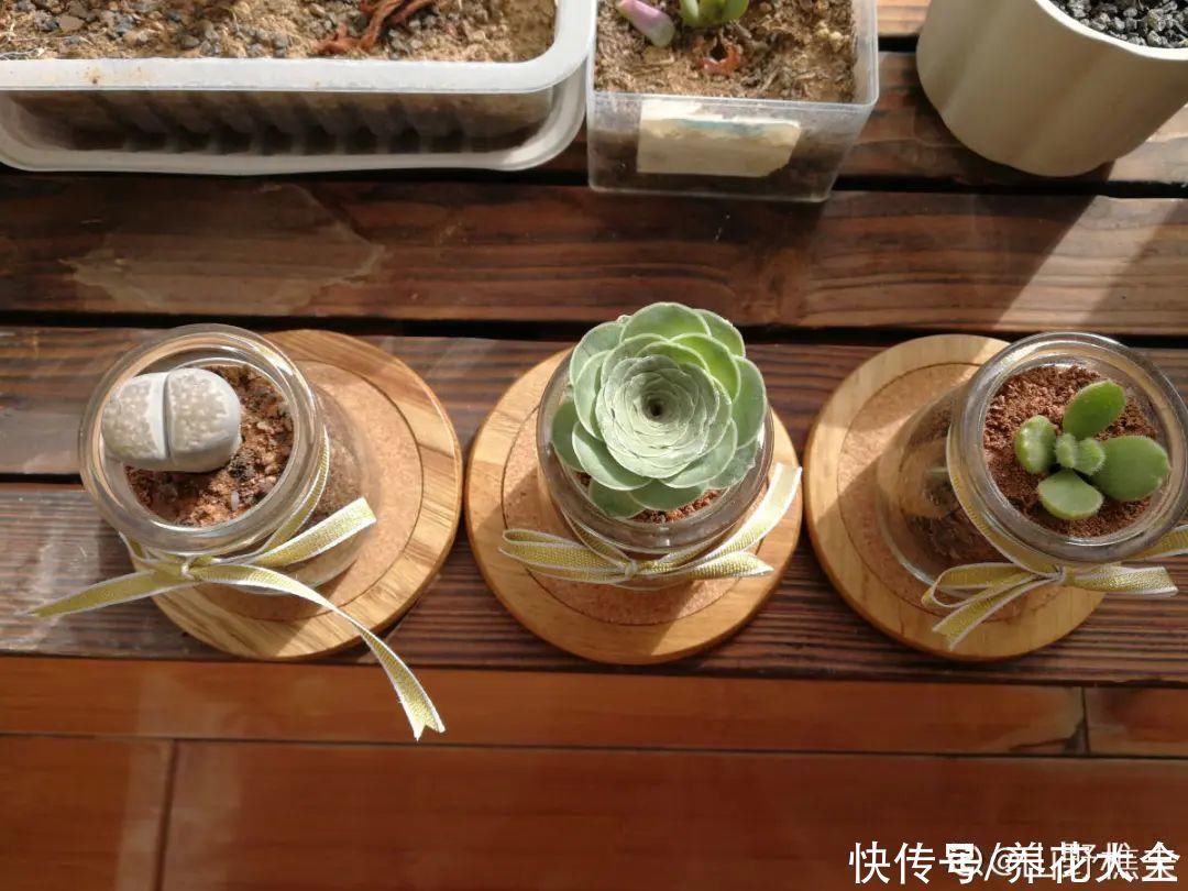 旧筷子、老干妈瓶别扔,拿来养花效果好,省下一笔养花钱