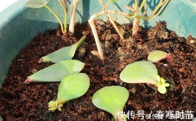 发芽|家里养4种花,叶子掉盆里,15天生根发芽,1盆能变20盆,好养活