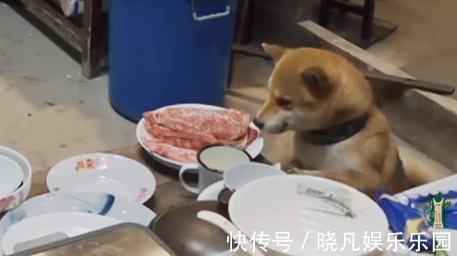 《向往5》出现顶级食材,五斤和牛超四千,网友吐槽违背节目初衷