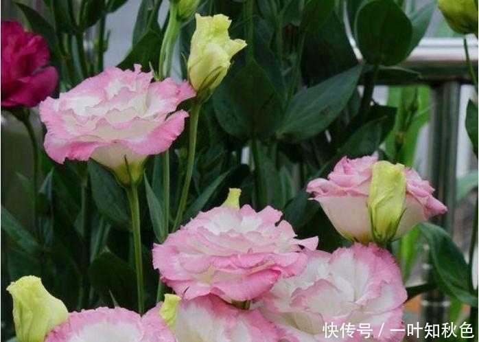 几款花卉好养易爆盆,冬季也能疯长不停,开花超漂亮的