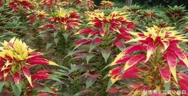 一花一世界,一叶一菩提——奇花异草雁来红,花语传说赏花旅游