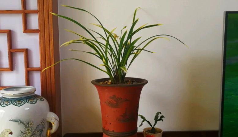 养兰花，不注意这些小事情，盆栽将迟迟不开花