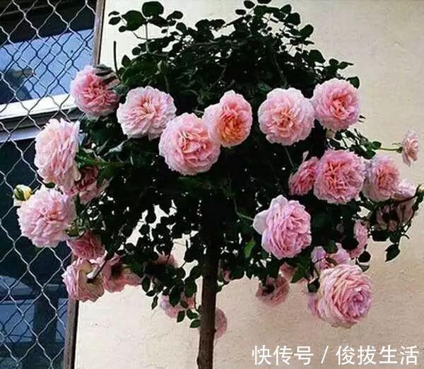 树状|杜鹃花,栀子花扔了吧养棵“花树”,能开花300天,见土就活
