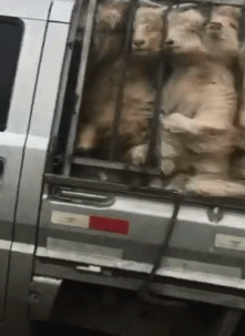 |搞笑的GIF:妹子今天要去见男友吗?要一起白头!