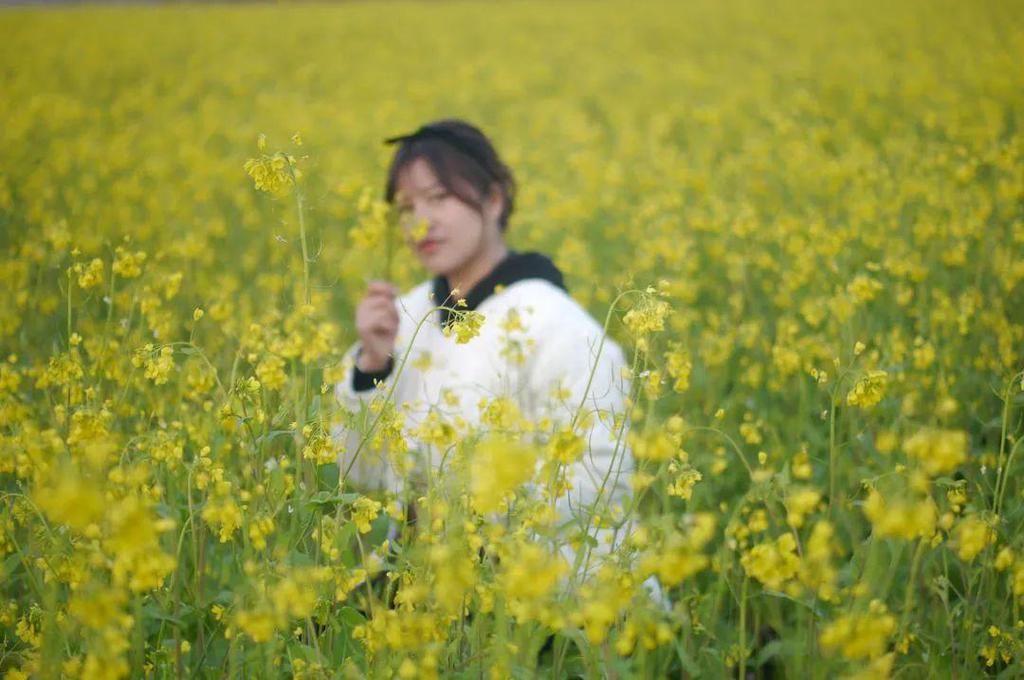 古韵|儿童急走追黄蝶，飞入菜花无处寻。此处风景独美！