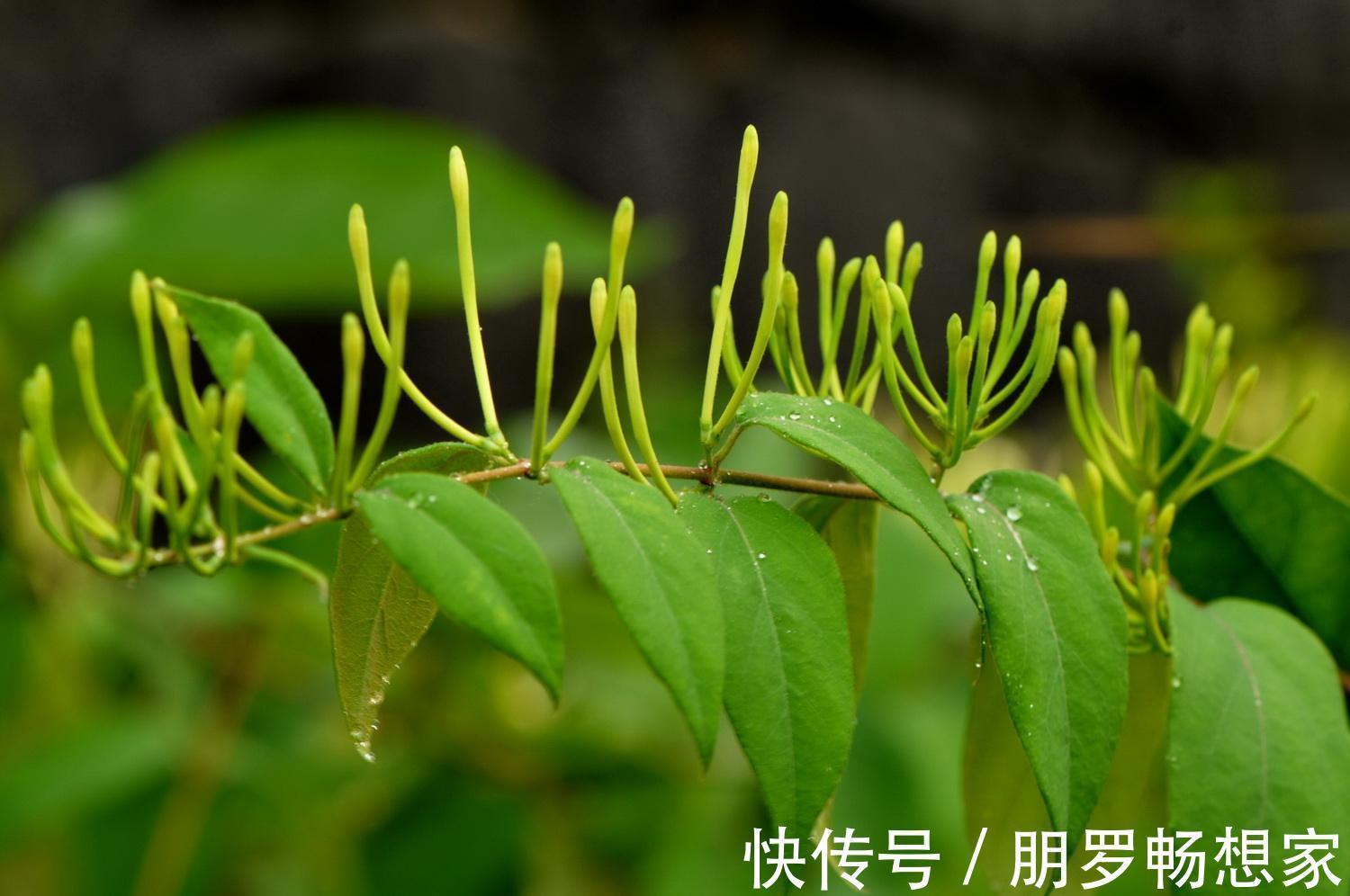 小苟！此花犹如风韵十足的少女，具有非凡的药用价值，寓意永恒不变的爱