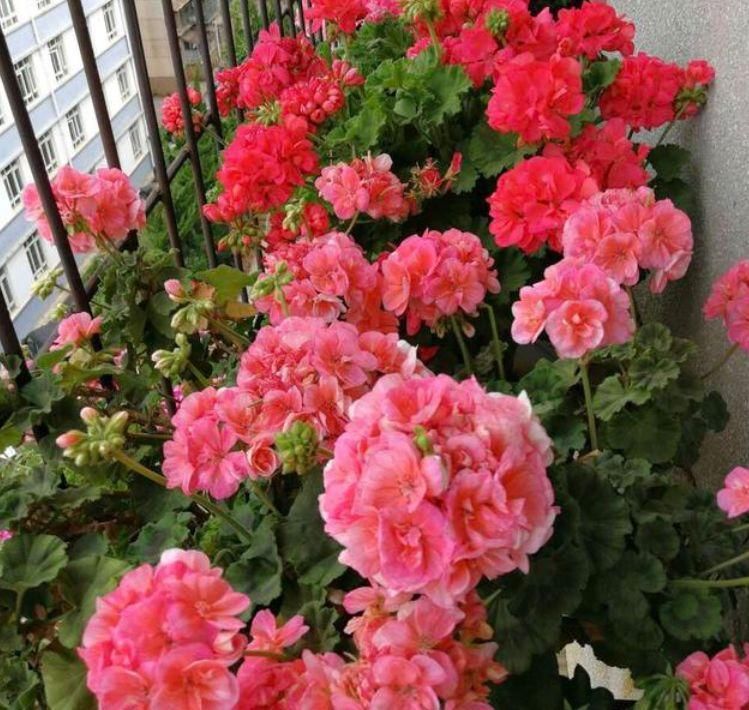 花期|被称为最美的4种花，好养又漂亮，花期超长，一开就是200多天