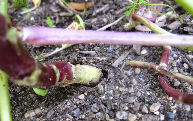 大锅|自从学会米饭这吃法,1周3次,回回1大锅都见底,锅都不用洗了