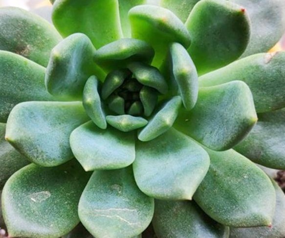 给多肉喂上这种“小零食”,新芽呼呼长,叶片肥厚,长得水灵灵的