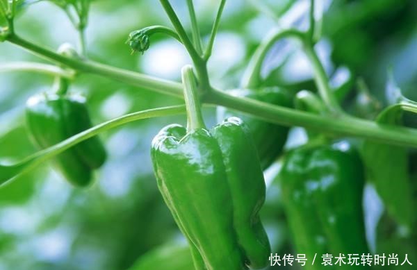  青椒还|看到这3种青椒不要买，菜农都是打了激素的，皮厚还又没营养！