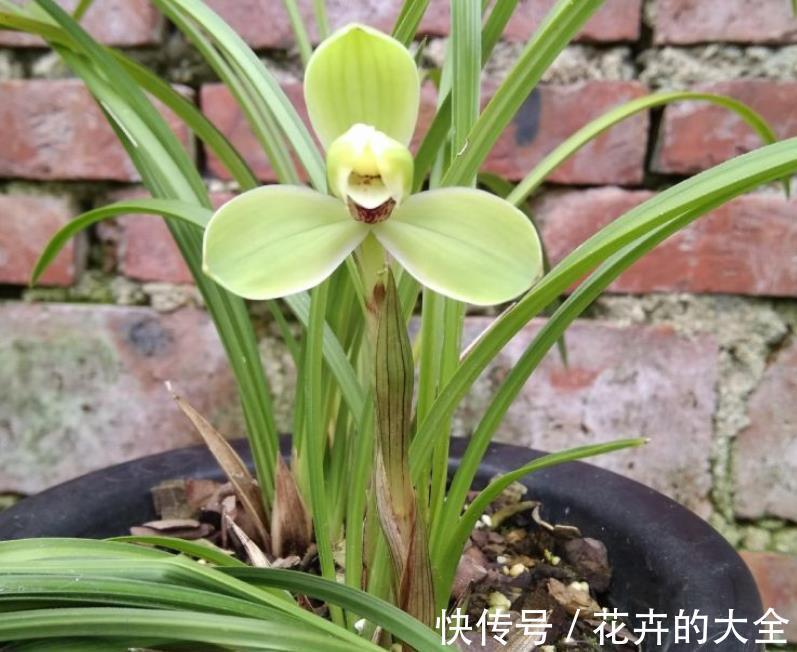 打理|窗台盆栽养国兰小技巧：这2方面到位，打理省心又效果好