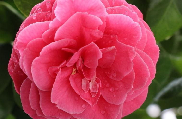 茶花夏季叶片焦黄，烂根，注意4个知识点，叶边不焦不黄肥厚油亮