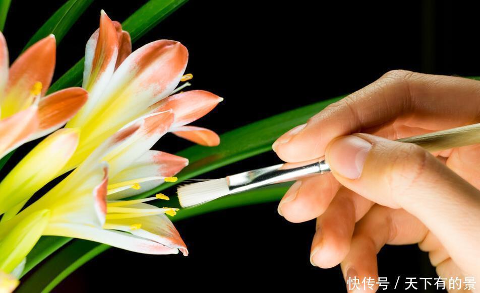 “春不出,夏不晒,秋不干,冬不湿”,君子兰的四季莳养