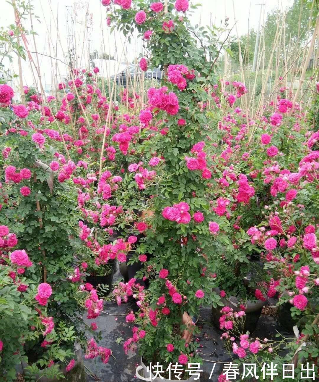 红木香|阳台一定要选择它,那叫一个满园花草