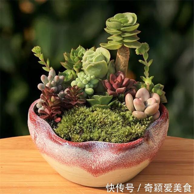 拼盘|多肉拼盘玩一次就上瘾,这些创意拼法,你一定喜欢