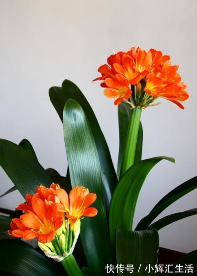 12月养君子兰,满足3个条件,叶片油绿长花箭,花开一茬接一茬