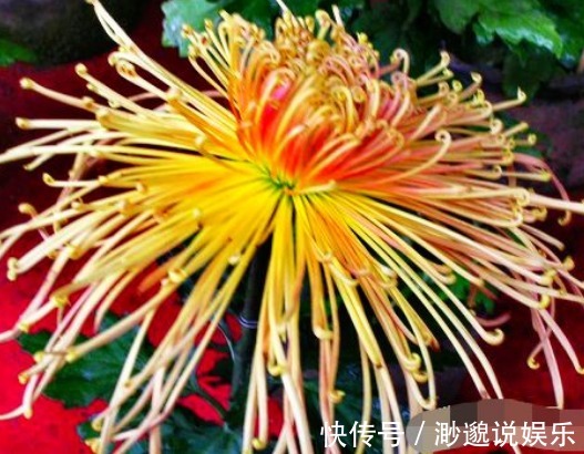 喜欢菊花，不如养盆“菊中珍品”秋水红霞，色彩缤纷，好似晚霞