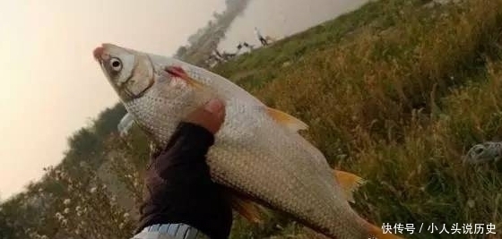 钓法|黄尾怎么钓?黄尾鱼新钓法,命中率更高!