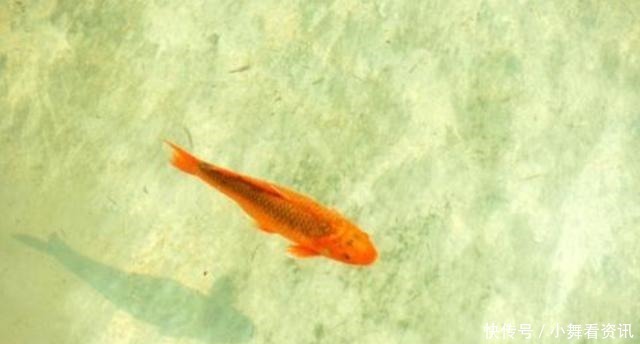 为什么刚挖的水塘什么都没有，过几天就会有鱼可算是知道了