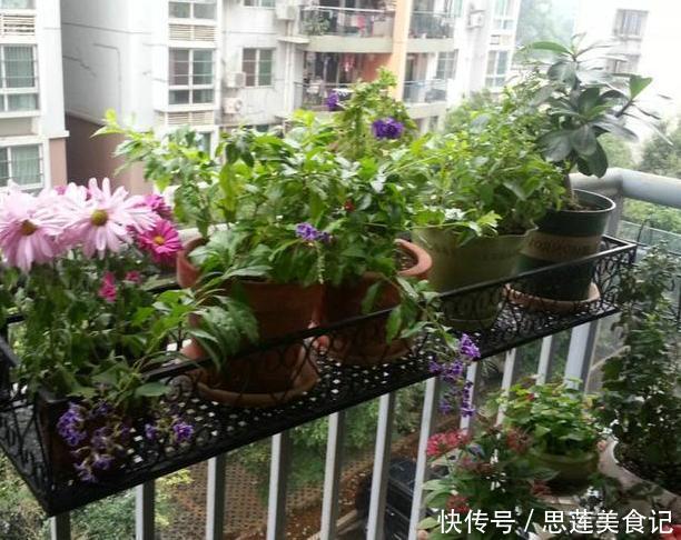 给花草换盆怕入坑掌握6处正确做法，再不用烦恼伤亡问题