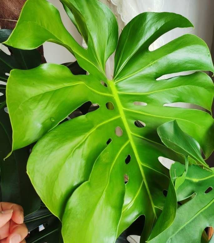 湿润|3种盆栽四季常绿,叶很多很翠绿很好养,在阳台上一直很美