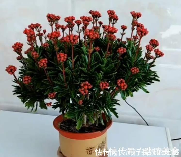 长寿花品种太多,每个品种插一棵,掌握技巧养1年,开成长寿花树