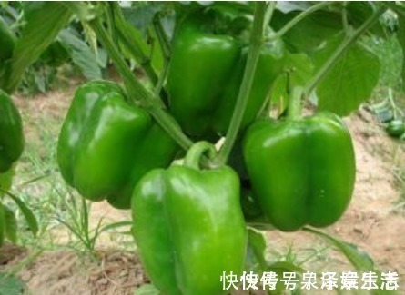 青椒|青椒和此物一起炒,常给孩子吃,提高智力,长个头,早食早受益