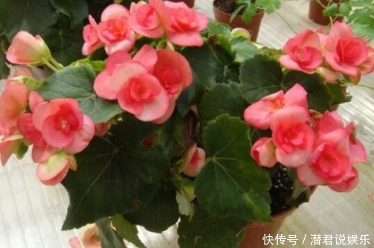 绿萝|有钱人最喜欢养“3种花”,四季都开花,镇宅又招财,比绿萝好养