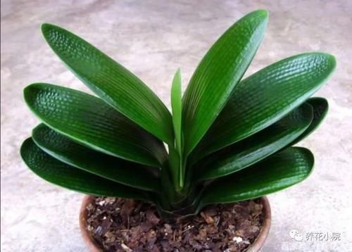 叶子|君子兰叶子瘦小,不长新叶,4个方面多注意,很快恢复旺盛