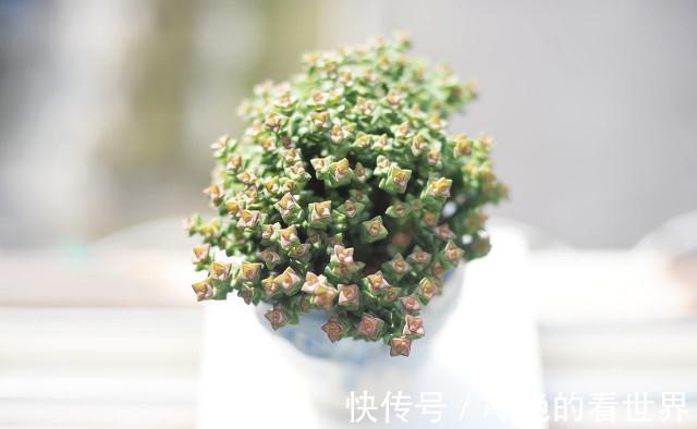 多肉小米星与钱串,十字星一家亲,出锦后也叫彩色蜡笔