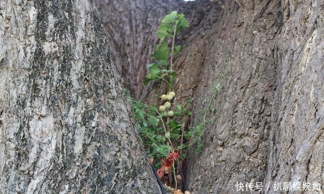 中年|一棵“五百年”银杏树的秋天和冬天, 在栖霞荆子埠村