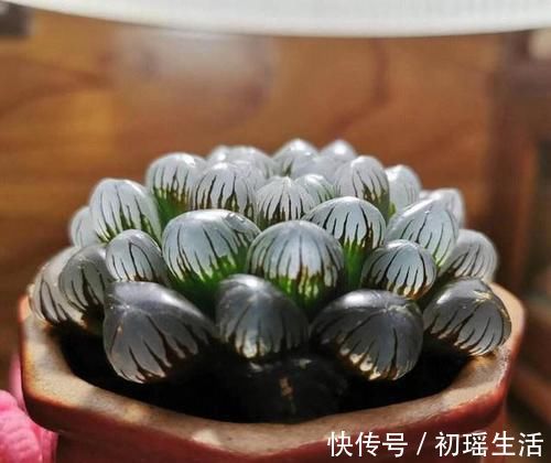 招人|多肉可爱招人喜欢，怎么养得好，其实有方法