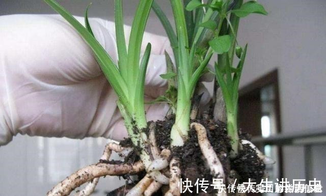 花盆|室内养花，有6个“禁忌”，犯1个也活不久，看你中了几个！
