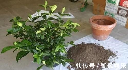 茉莉花|刚买的栀子花、茉莉花,哗哗掉叶子,学会3招,花苞又多又香