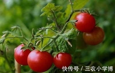 膳食纤维|吃圣女果可以减肥吗