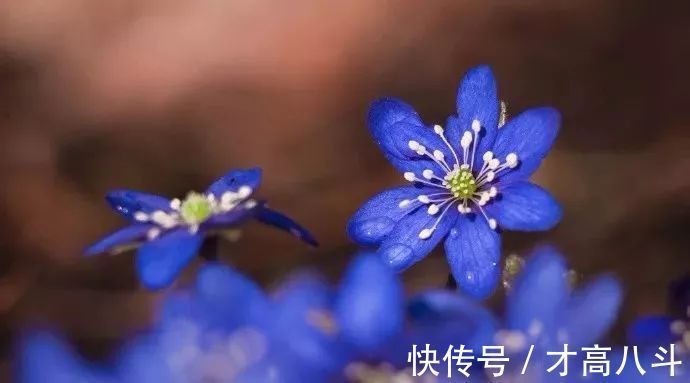 寄内!十位诗人写给妻子的诗,有怀念,有情话,有惋惜!