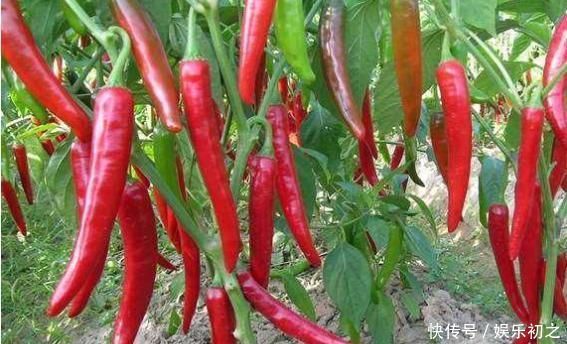 阳台种上“4种菜”,长得快结果多,吃了一茬又一茬,懒人必选