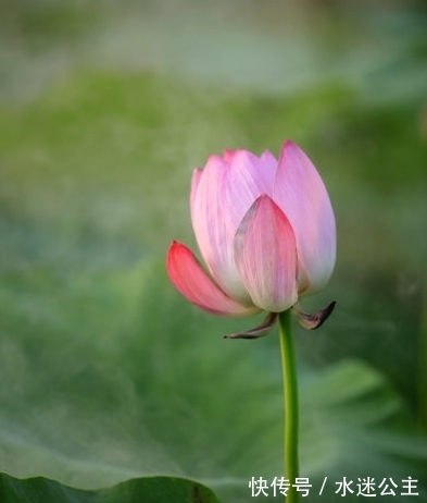 桃花|10月份开始，4属相财运昌盛，喜事不断，日子越来越富贵