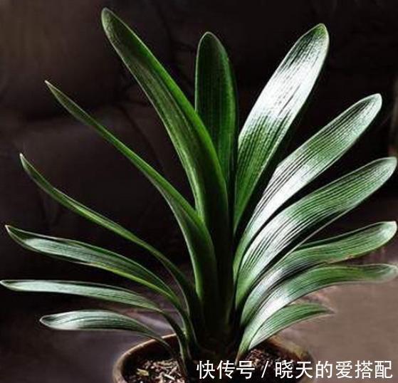 君子兰总是不开花,只用了“这几招”,年年绿叶红花,不断爆花芽