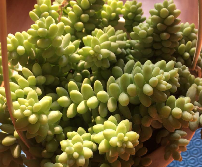 生根|适合夏天养的多肉,养一盆“爆”一盆,生根特快