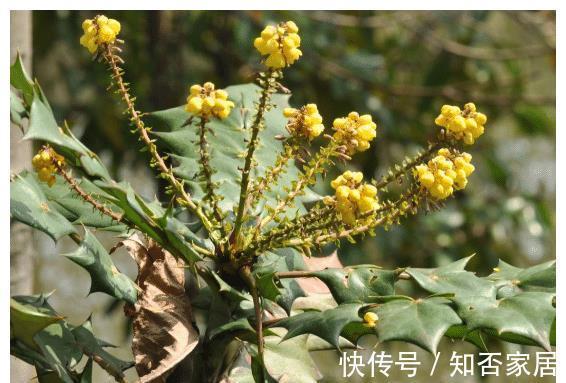 黄金万两|名字霸气,寓意好听的4种植物,比发财树要好,农村山上就有