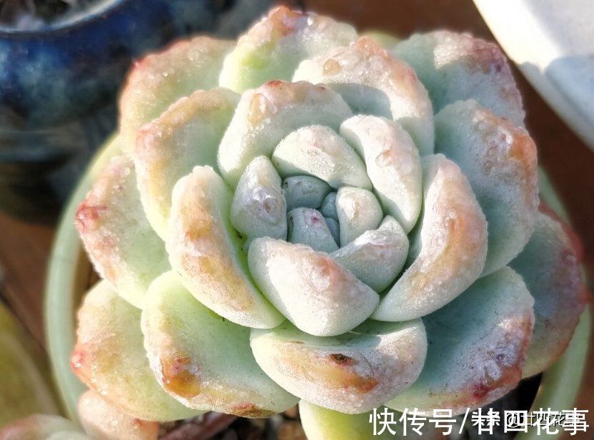 多肉只上色不长个？6点做到位，合理控水根系壮，轻松变成美胖子