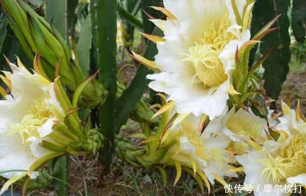 解热|此野花全身都是宝,能清心润肺、清暑解热、除痰止咳,清除内热